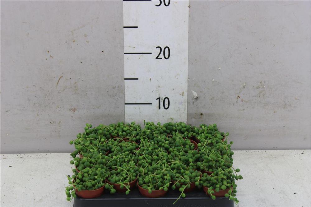 Senecio rowleyanus