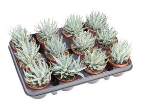 Aloe humilis
