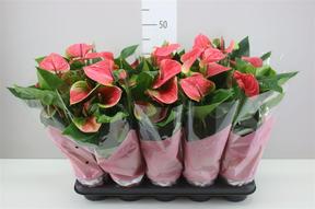 Anthurium Karma pink 6+