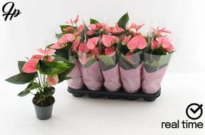 Anthurium Karma pink 6+
