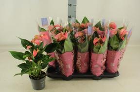 Anthurium Karma pink 6+