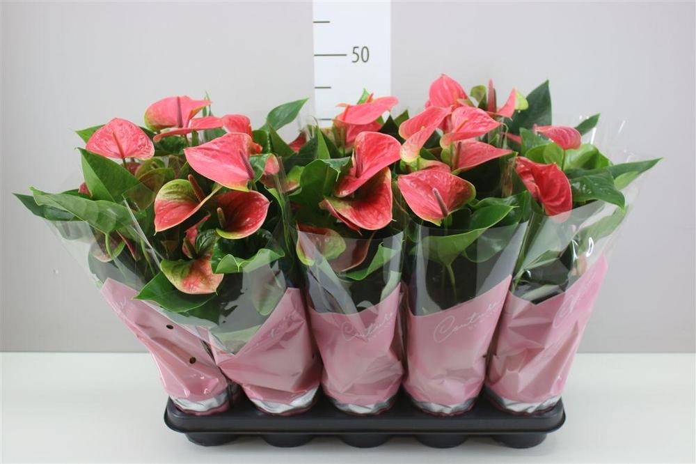 Anthurium Karma pink 6+