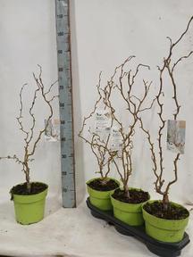Corylus avellana