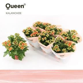 Kalanchoe orange New