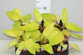 Philodendron Painted Lady