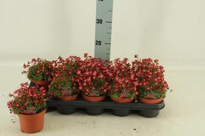 Saxifraga arendsii mix