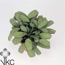 Ctenanthe Green Flag