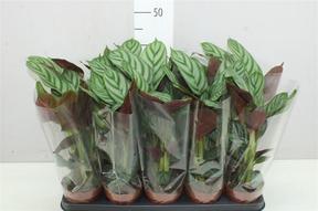 Ctenanthe Green Flag