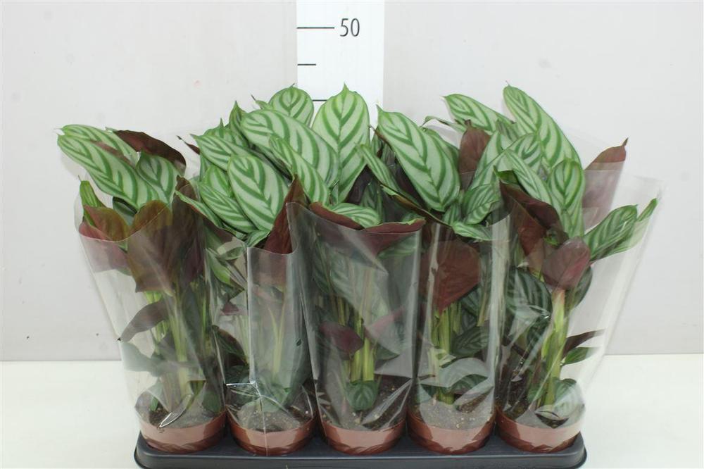 Ctenanthe Green Flag