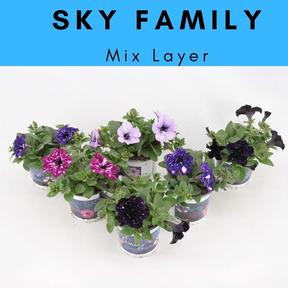 Petunia Famous Sky Family
