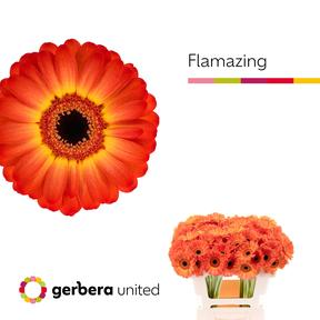 Germini plastic flamazing