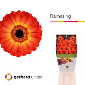Germini plastic flamazing