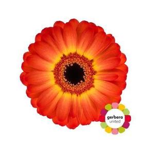 Germini plastic flamazing