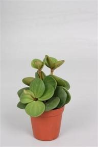 Peperomia tetraphylla Hope