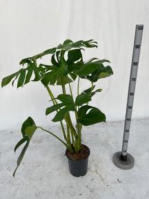 Monstera deliciosa mech