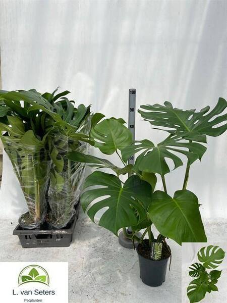 Monstera deliciosa mech