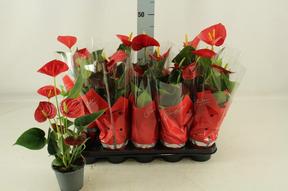 Anthurium Success Red