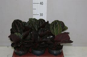 Calathea Dottie