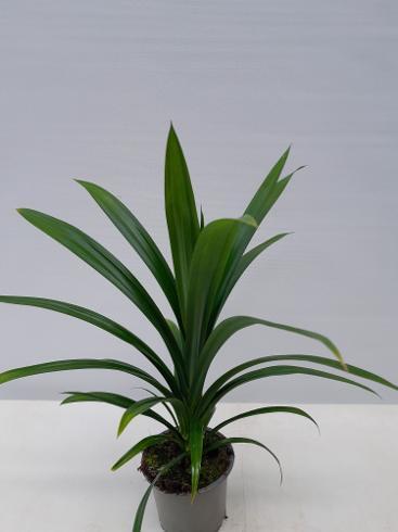 Pandanus veitchii