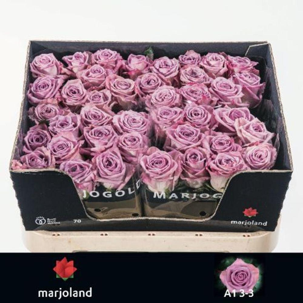 Rosa gr garden nayeli