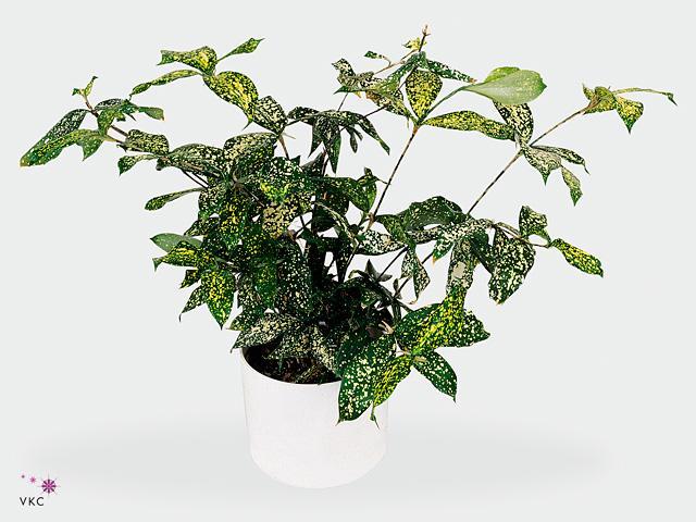 Dracaena surculosa Mike