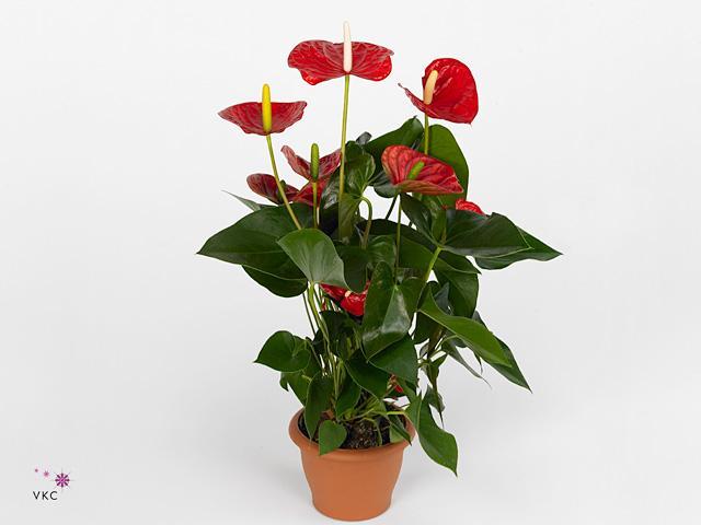Anthurium Karma red 7+
