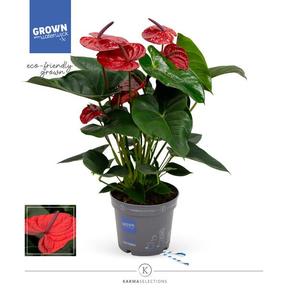 Anthurium Karma red 7+
