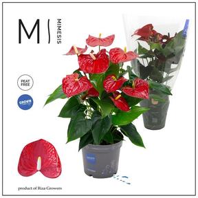 Anthurium Karma red 7+