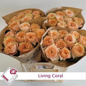 Rosa gr garden living coral
