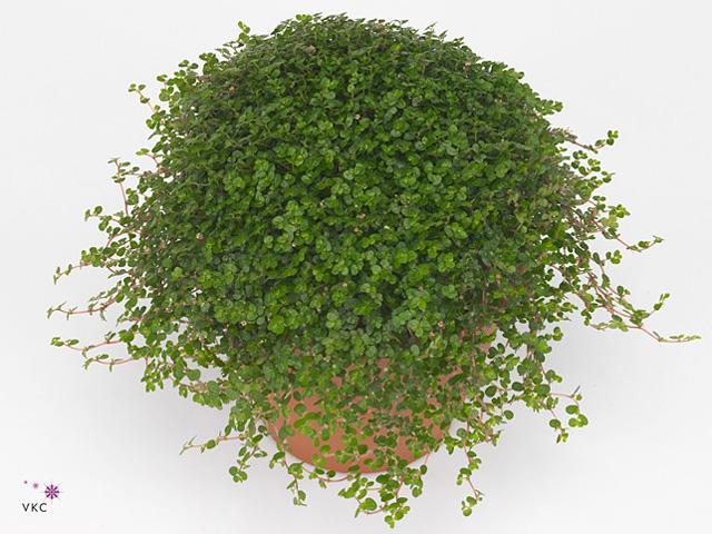 Soleirolia green
