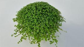 Soleirolia green
