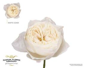 Rosa gr garden white cloud