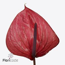 Anthurium cantello