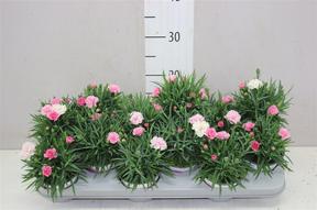 Dianthus I love U