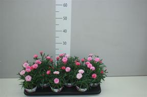 Dianthus I love U