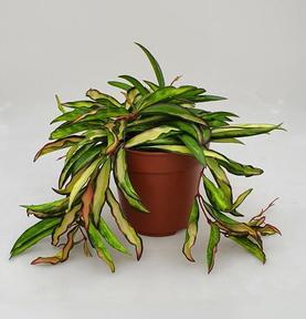 Hoya wayetii Tricolor