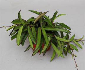 Hoya wayetii Tricolor