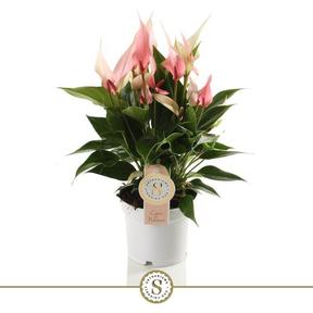 Anthurium Lilli Rosa