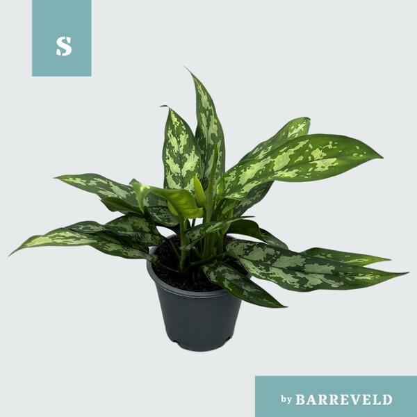 Aglaonema Maria