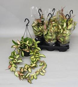 Hoya carnosa Tricolor
