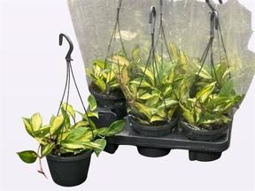 Hoya carnosa Tricolor