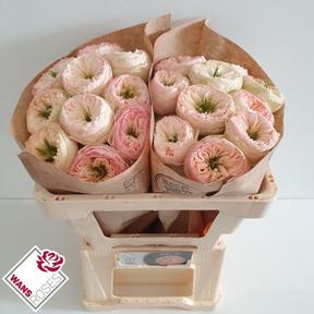 Rosa gr garden pinky pie