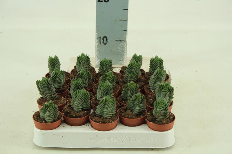 Crassula Buddhas Temple