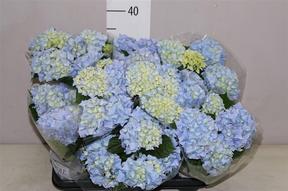 Hydrangea Fabolo blue 3+