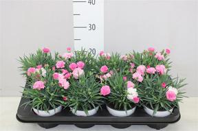 Dianthus I love U