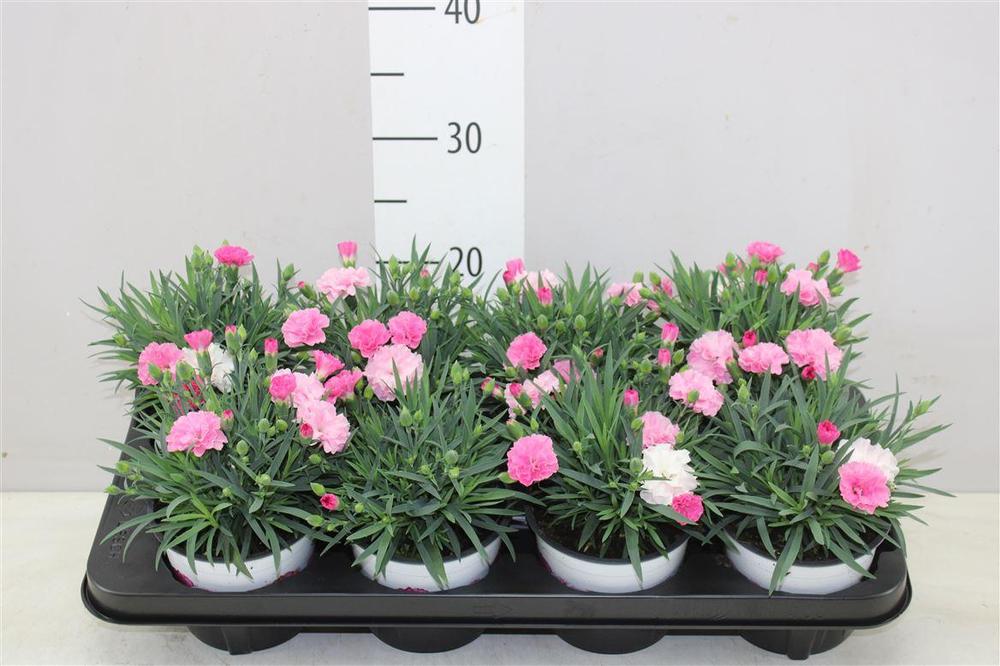 Dianthus I love U