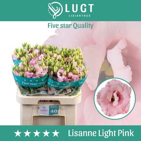 Eustoma du lisanne light pink