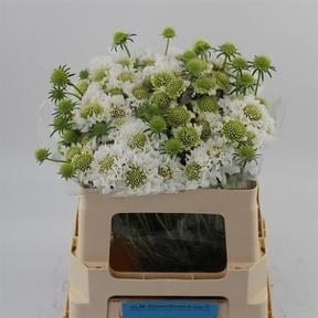 Scabiosa focal white scoop