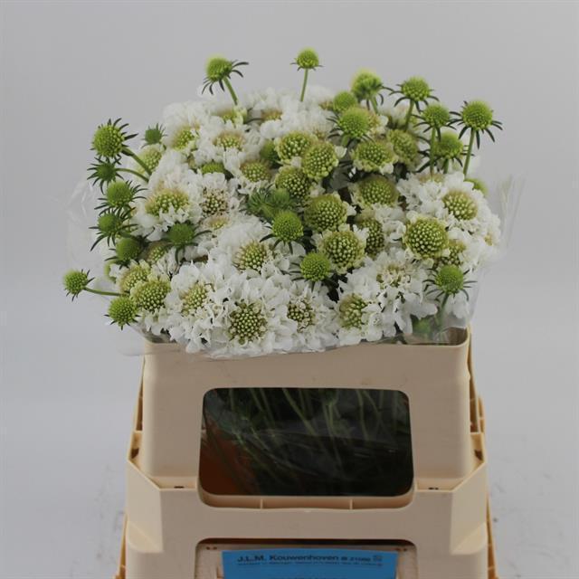 Scabiosa focal white scoop
