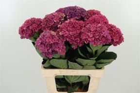 Hydrangea mag charlotte blue